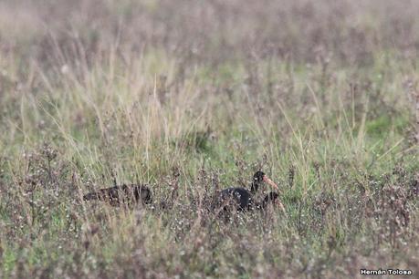 Recorriendo Punta Indio