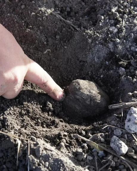 trufa argentina bajo tierra