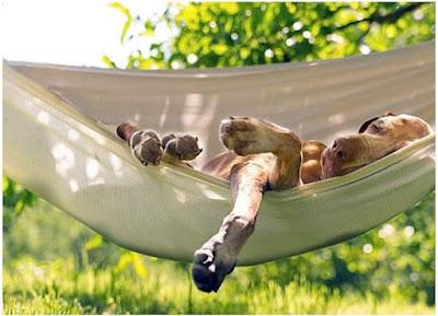 Los 7 mejores campings que admiten perros en Portugal 2024