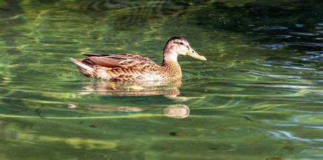 5 pueblos que visitar en la provincia de Palencia