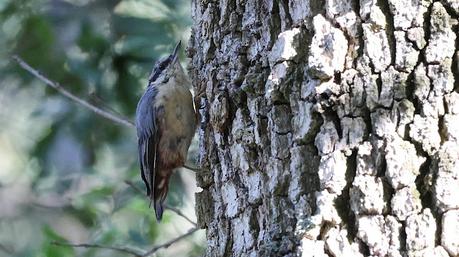 Trepador Azul Juvenil en Collserola