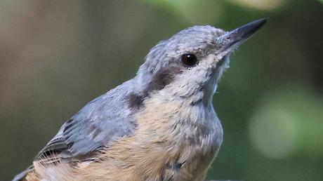 Trepador Azul Juvenil en Collserola
