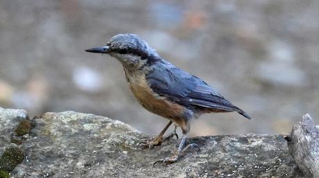 Trepador Azul Juvenil en Collserola