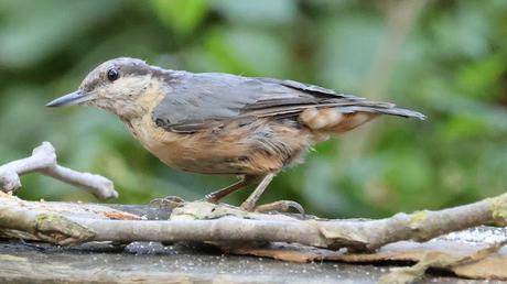 Trepador Azul Juvenil en Collserola