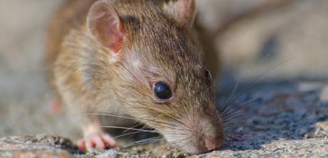 Historias de Cartucho