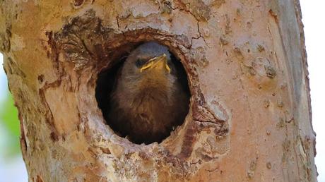 El Pollo de Mirlo en un Nido Okupa