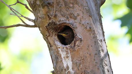 El Pollo de Mirlo en un Nido Okupa