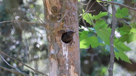 El Pollo de Mirlo en un Nido Okupa