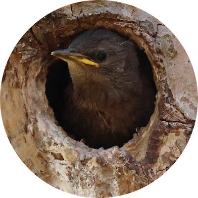 El Pollo de Mirlo en un Nido Okupa