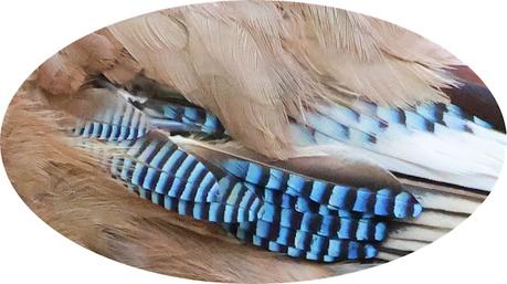 Un Habitante Hermoso y Astuto del Bosque