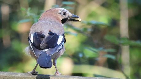 Un Habitante Hermoso y Astuto del Bosque