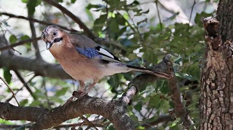 Un Habitante Hermoso y Astuto del Bosque