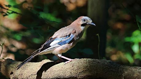 Un Habitante Hermoso y Astuto del Bosque