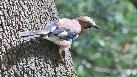 Un Habitante Hermoso y Astuto del Bosque