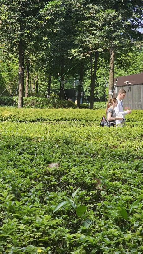 Singapur: La gestión urbana detrás del país que vive en el 2050