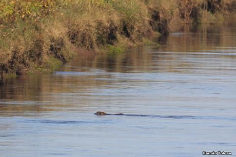 Por campos de Las Flores y Pila
