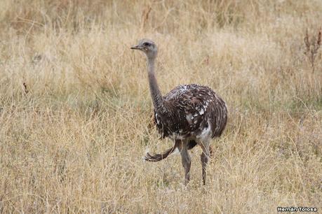Por campos de Las Flores y Pila
