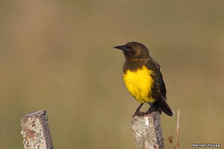 Por campos de Las Flores y Pila
