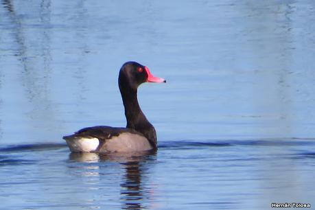 Por campos de Las Flores y Pila