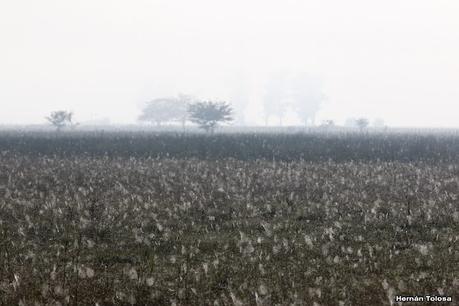 Por campos de Las Flores y Pila