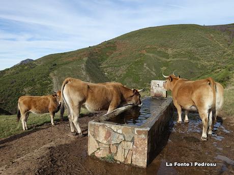 Por las Brañas de Arbeyales, Éndriga y Saliencia