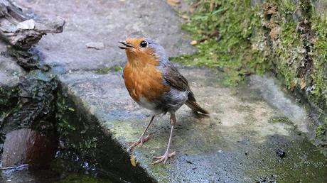 Supervivencia Veraniega en el Bosque