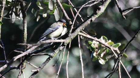Supervivencia Veraniega en el Bosque