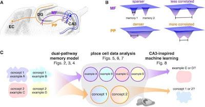 El hipocampo utiliza vías duales para integrar la memoria.