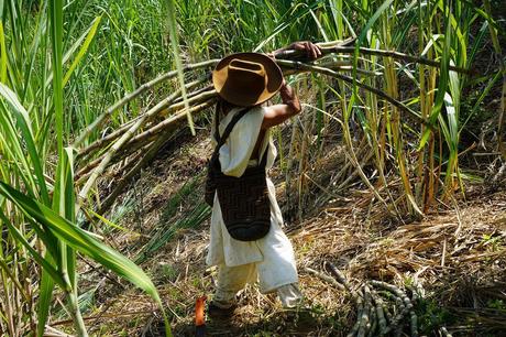 Arhuacos cosechando caña de azúcar. Arhuacos cosechando caña de azúcar.