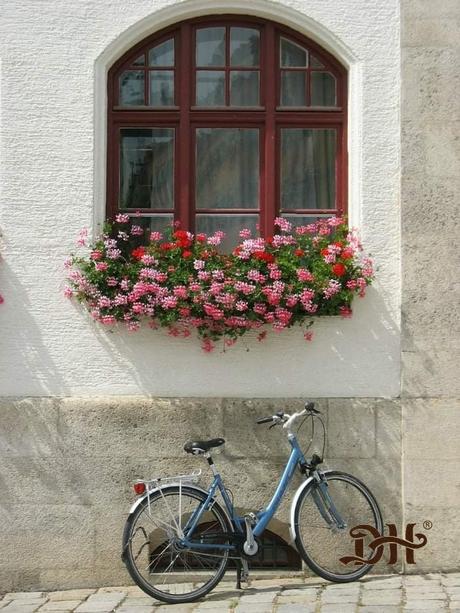 - Decorar con Flores🌸