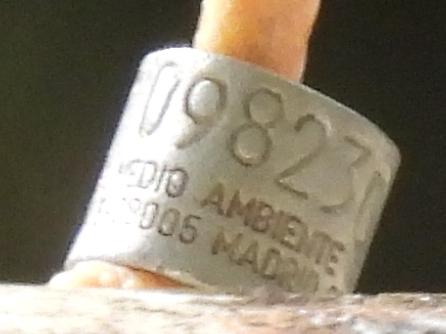 Identificada Gaviota Sin Anilla De PVC