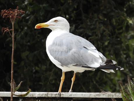 Identificada Gaviota Sin Anilla De PVC