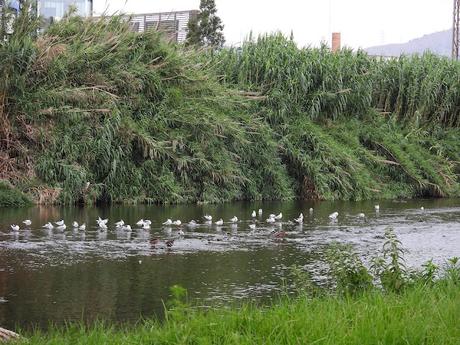 Ha Vuelto la Gaviota Reidora S0942