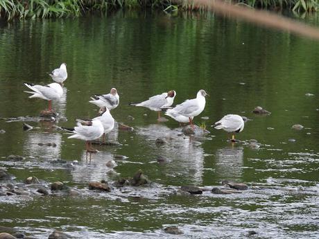 Ha Vuelto la Gaviota Reidora S0942