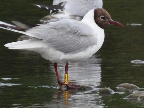 Ha Vuelto la Gaviota Reidora S0942