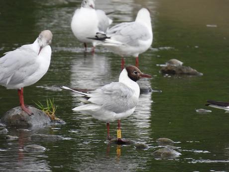 Ha Vuelto la Gaviota Reidora S0942