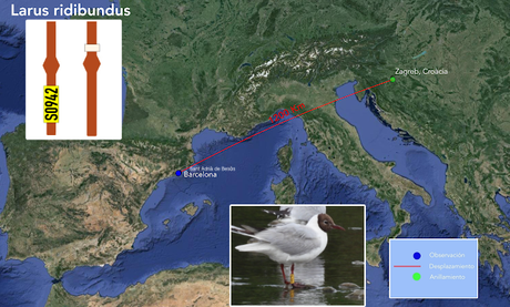 Ha Vuelto la Gaviota Reidora S0942