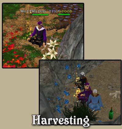 Guia de Eternal Lands: Habilidades y guías de inicio, Recolección.