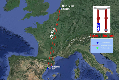 La Gaviota reidora NM41