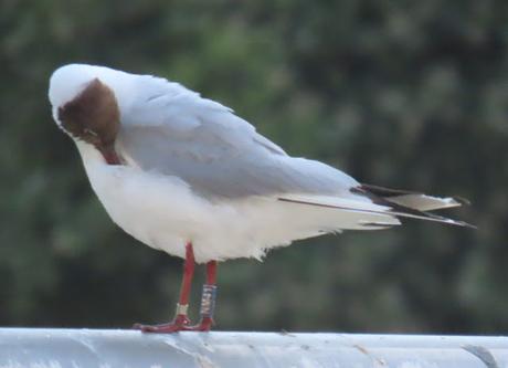 La Gaviota reidora NM41