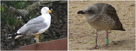 Gaviota patiamarilla adulta y joven con anilla