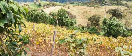 Frijol en tierras restituidas Frijol en tierras restituidas