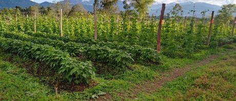 Frijol en tierras restituidas Frijol en tierras restituidas