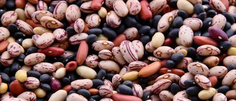 Frijol en tierras restituidas Frijol en tierras restituidas