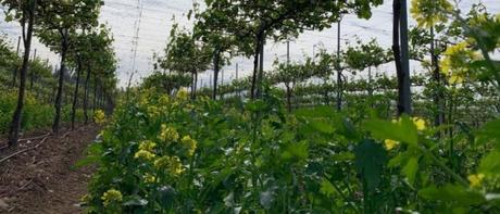 Soluciones realistas a la desertificación, la desertificación