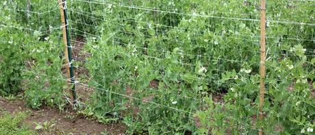 Soluciones realistas a la desertificación, la desertificación