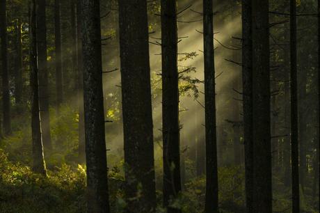 Descubre los Secretos de la Selva Negra Alemania