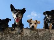 Aumenta venta productos para mascotas pedidos aplicación