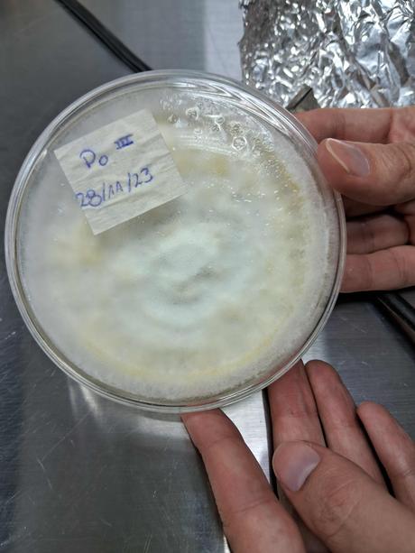 Muestra de cultivo hongo ostra (1)