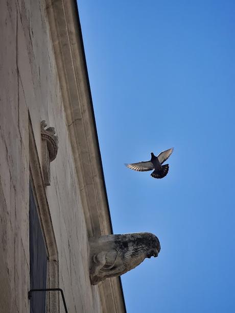 Vilafranca del Penedès: The Fly 18. The Fly